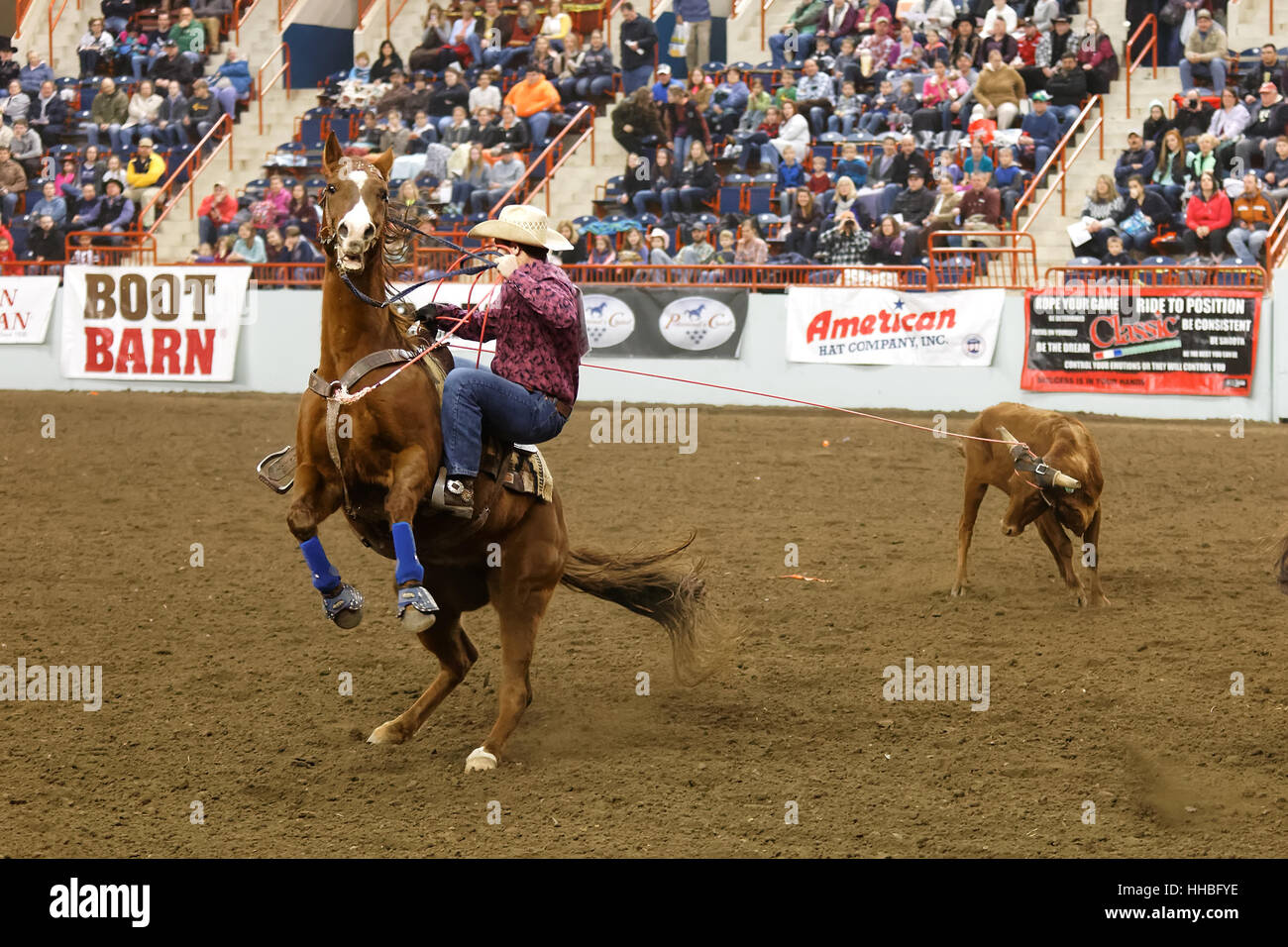 A young cowboy competes in the high school calf roping event at the Farm Show Complex in Harrisburg, Pennsylvania. Stock Photo