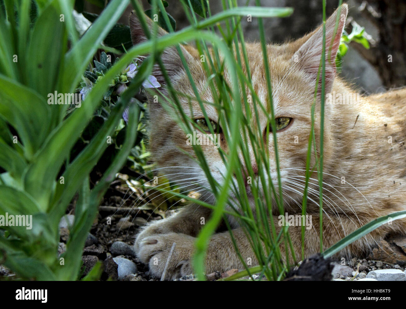 Cute ginger tabby cat sitting on a tall rock with a forest