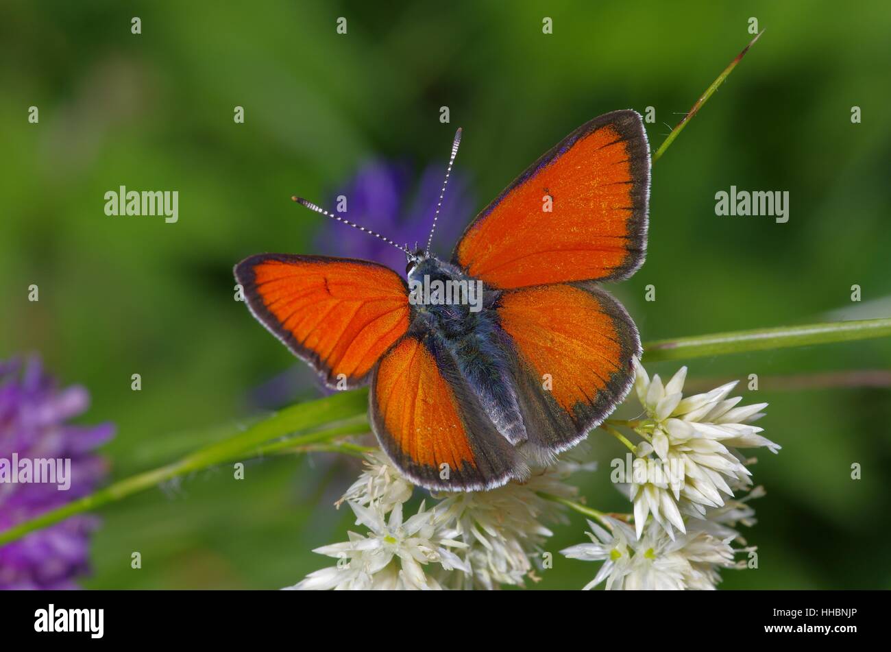 butterfly, alps, valais, rarity, orange, butterfly, alps, switzerland, rare, Stock Photo
