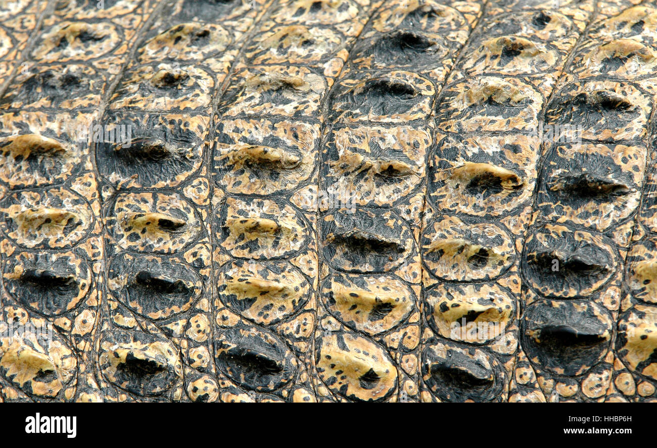 кожный покров крокодила. пресмыкающиеся роговой покров. шкура аллигатора. чешуя игуаны. роговые щитки.