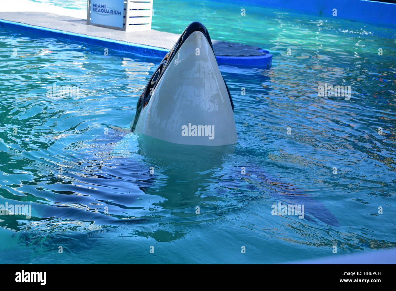 Killer whale fluke hi-res stock photography and images - Alamy