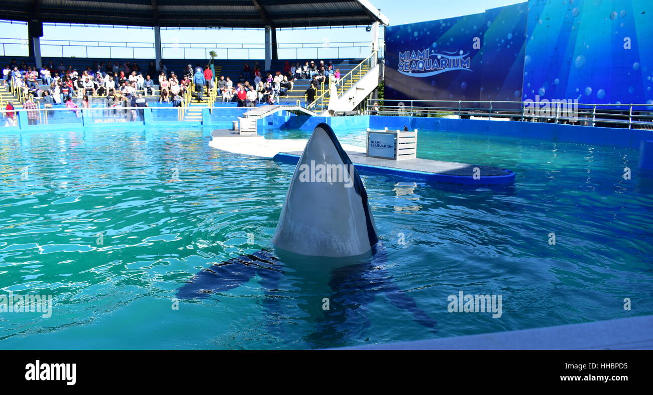 Miami, Florida - USA - January 08, 2016:Killer Whale show at Seaquarium ...