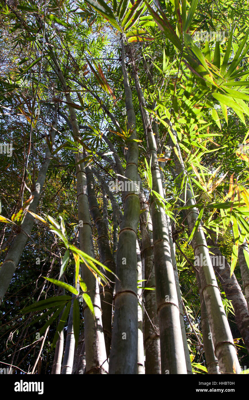leaf, tree, park, garden, wood, ground, soil, earth, humus, leaves ...