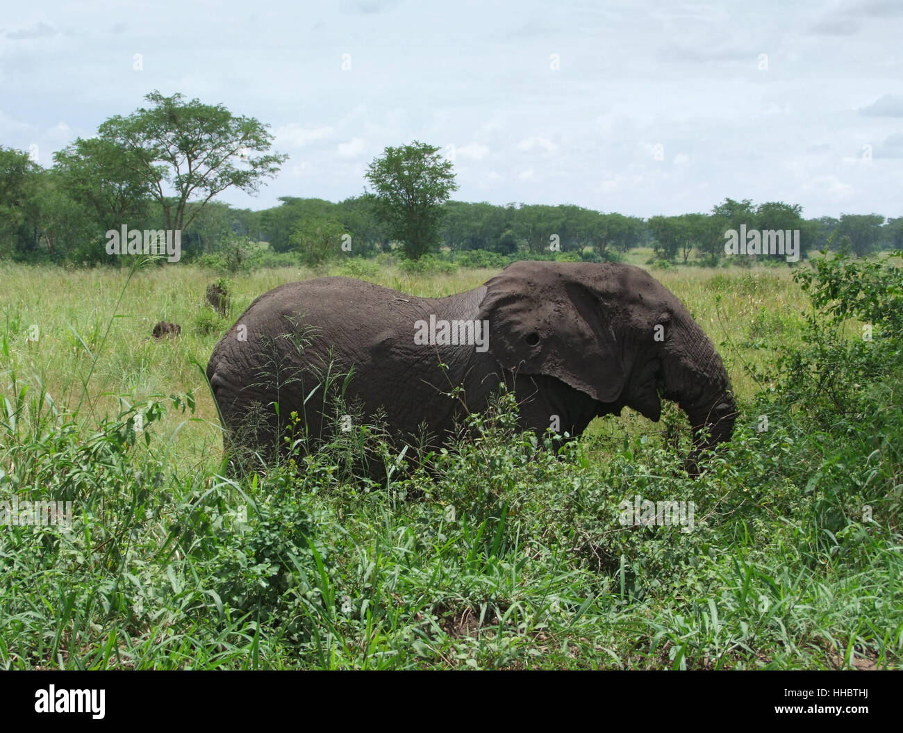 a elephant behind shrubby vegetation in Uganda (Africa) Stock Photo