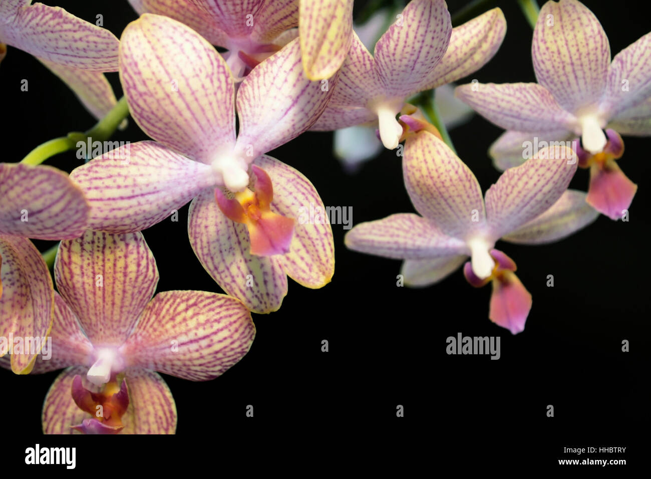 bloom, blossom, flourish, flourishing, petal, flower, orchid, plant, macro, Stock Photo