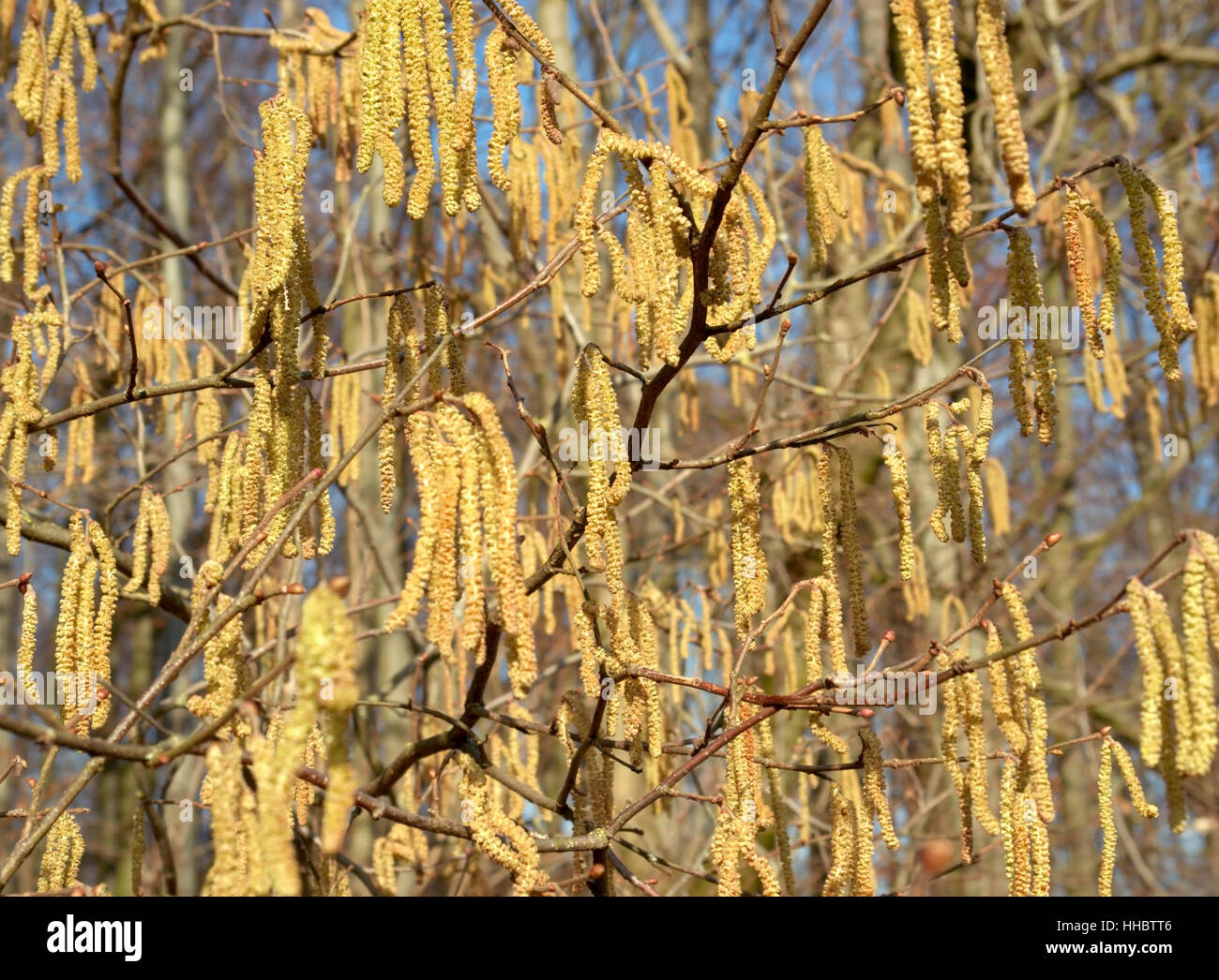 shrub, pollen, hazel, cylinder, macro, close-up, macro admission, close up Stock Photo