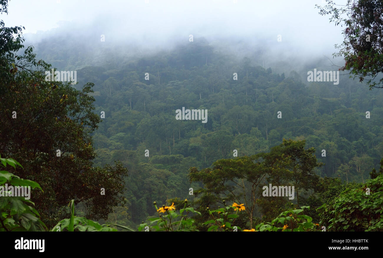 foggy detail of the Bwindi Impenetrable Forest in Uganda (Africa) Stock Photo
