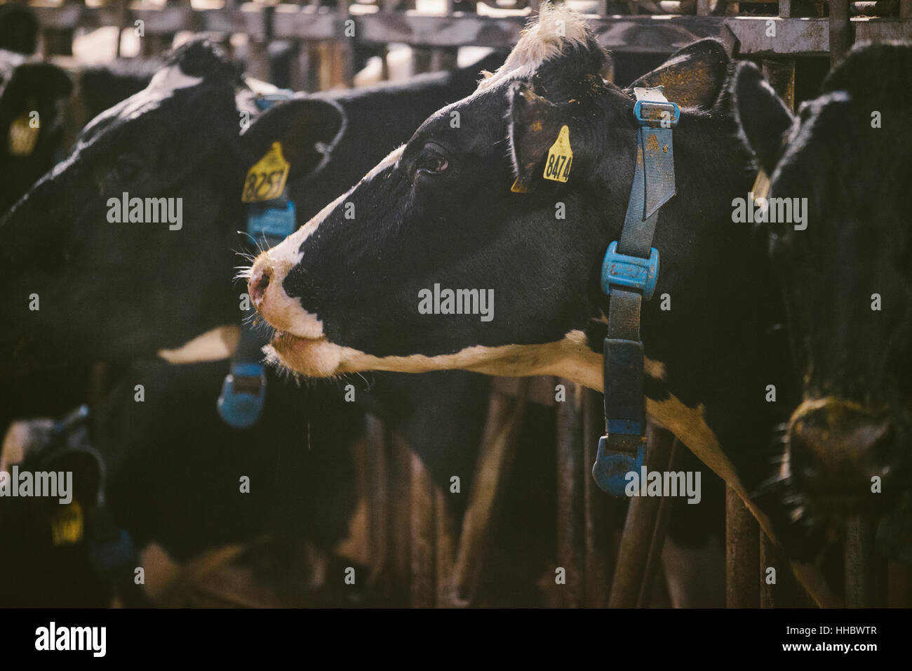 A barn filled with a large heard of dairy cows in Wisconsin Stock Photo Alamy