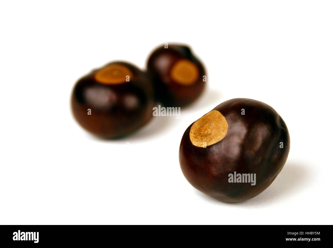 Buckeye nuts from the official tree of Ohio Stock Photo Alamy