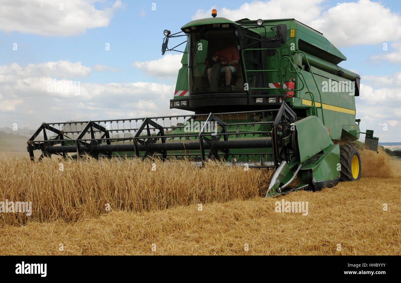 harvesting spring barley Stock Photo