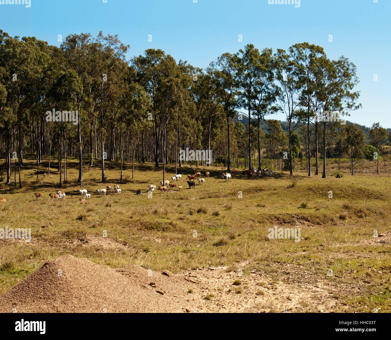 agriculture, farming, herd, cattle, pasture, australian, agriculture
