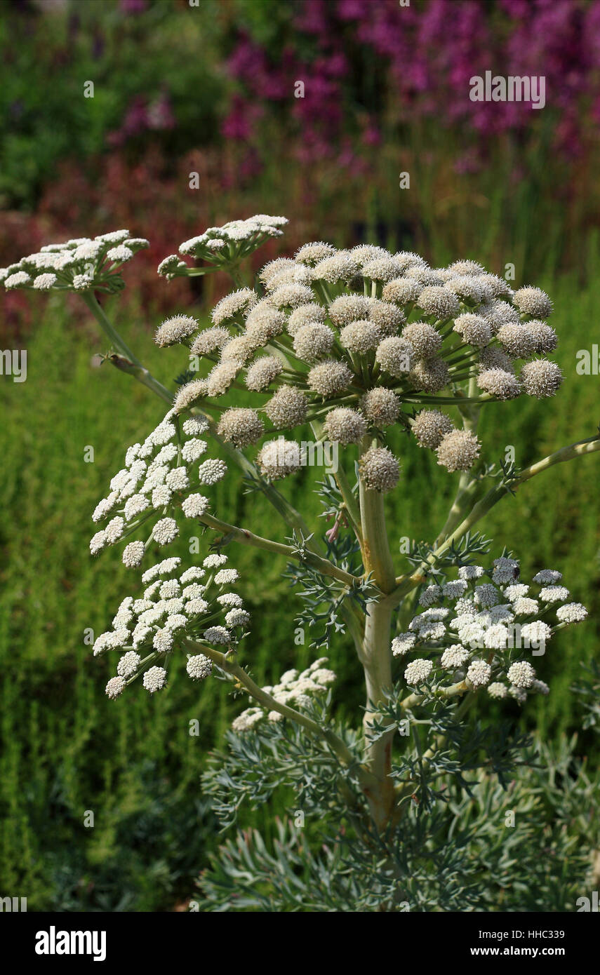 bloom, blossom, flourish, flourishing, portrait format, truer, plant, nature, Stock Photo