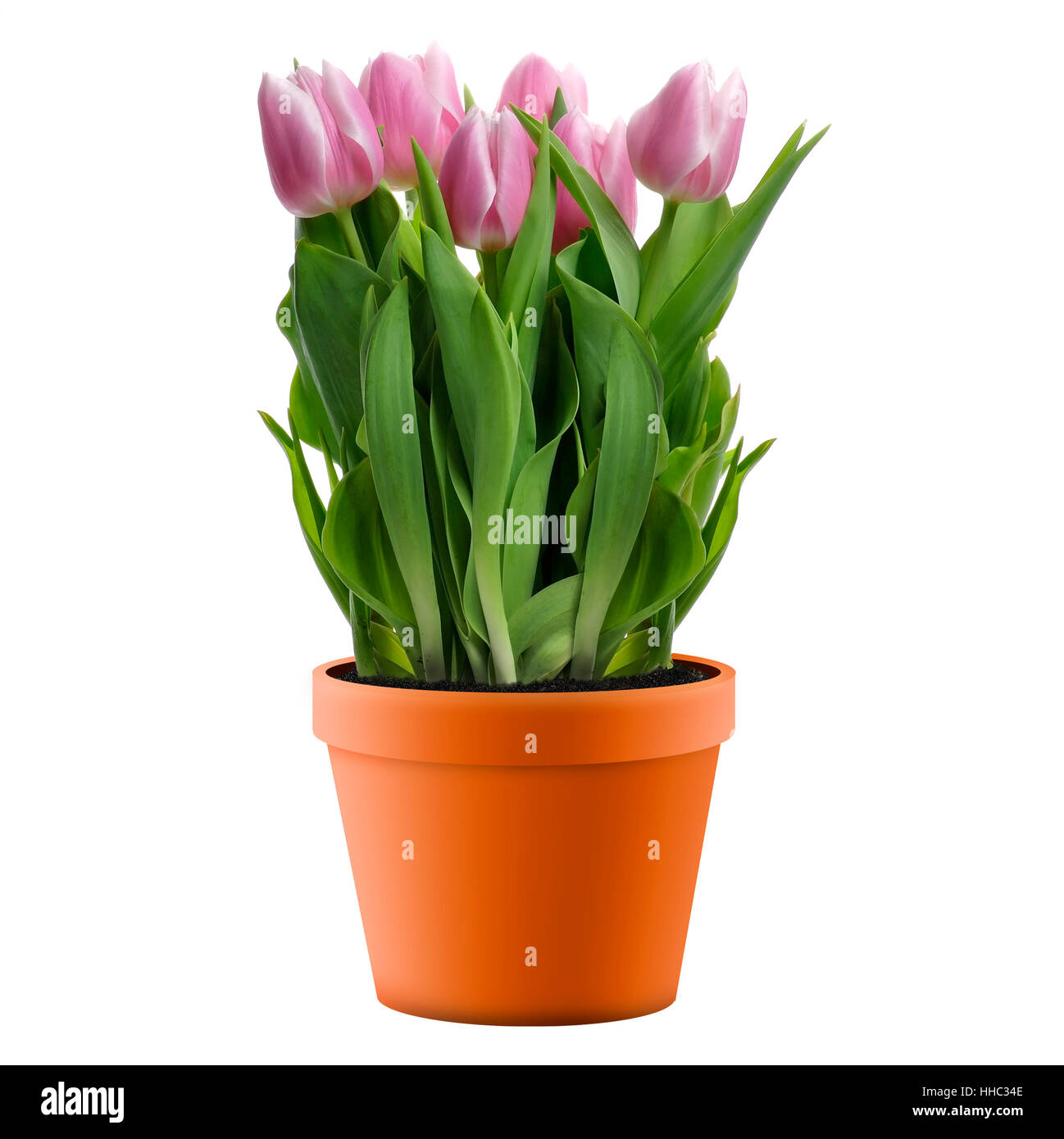 flower, plant, flora, spring, tulip, floral, nature, leaf, isolated, flower, Stock Photo