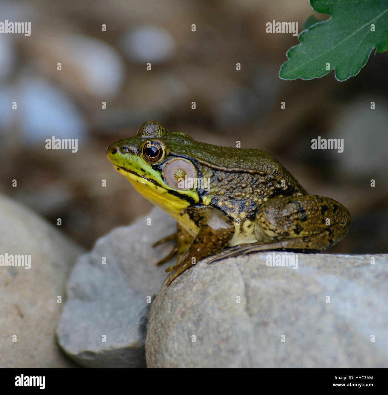 stone, animal, amphibian, rock, frog, nature, green, closeup, stone ...