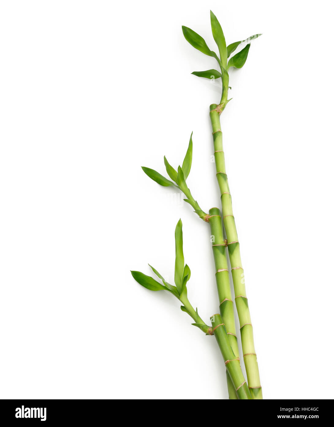 bamboo, leaf, model, design, project, concept, plan, draft, closeup