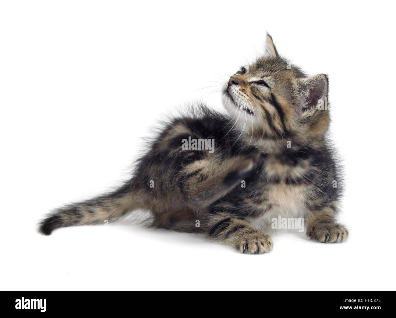 Studio photography of a self scraping kitten isolated on white Stock Photo