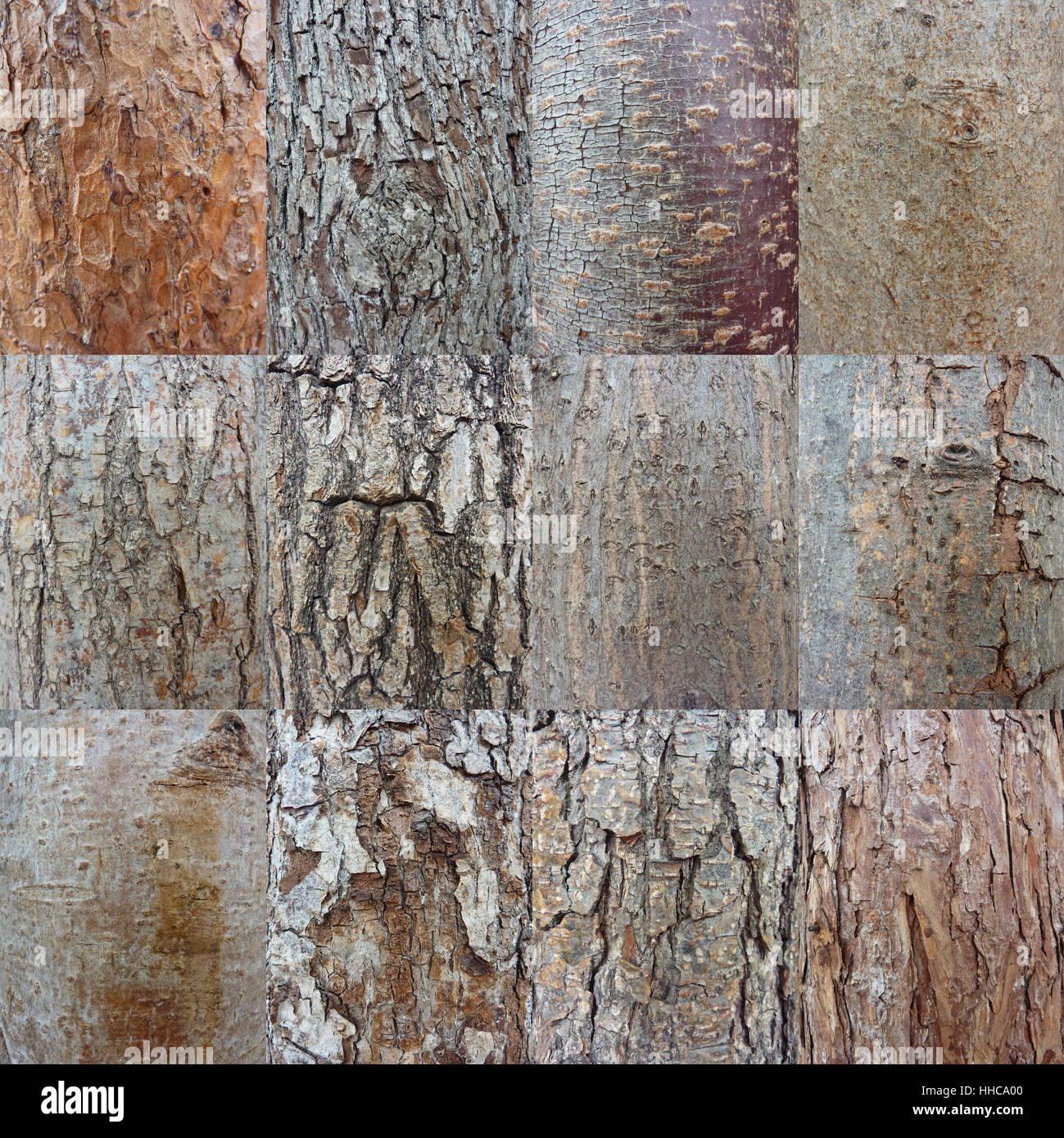 poster, bark, collage, cortices, backdrop, background, pine, poster ...