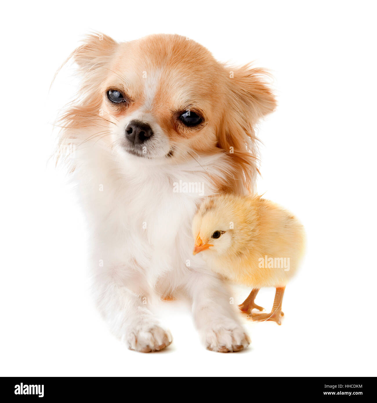 Puppy and chicken 2025