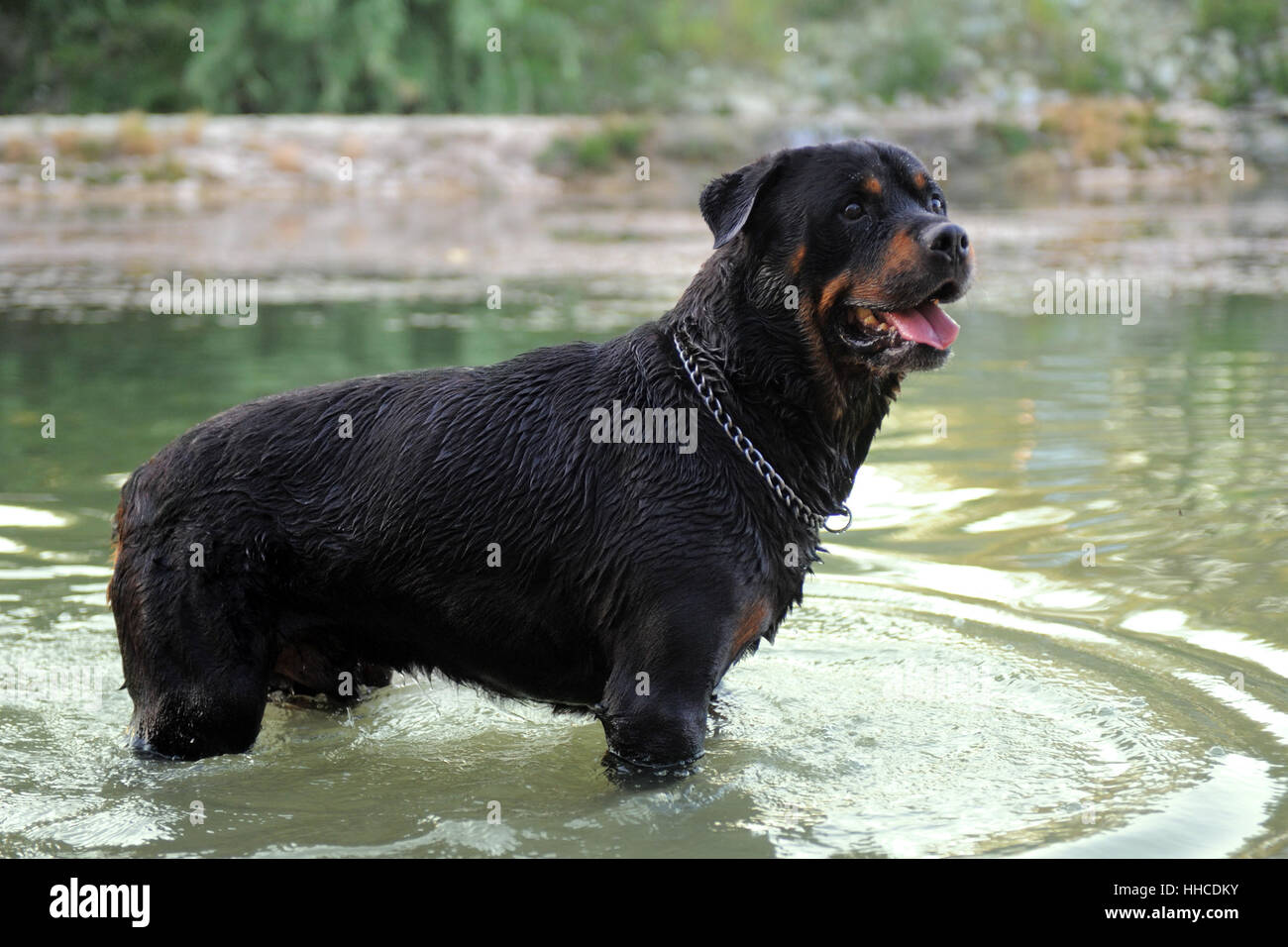 are rottweilers good water dogs