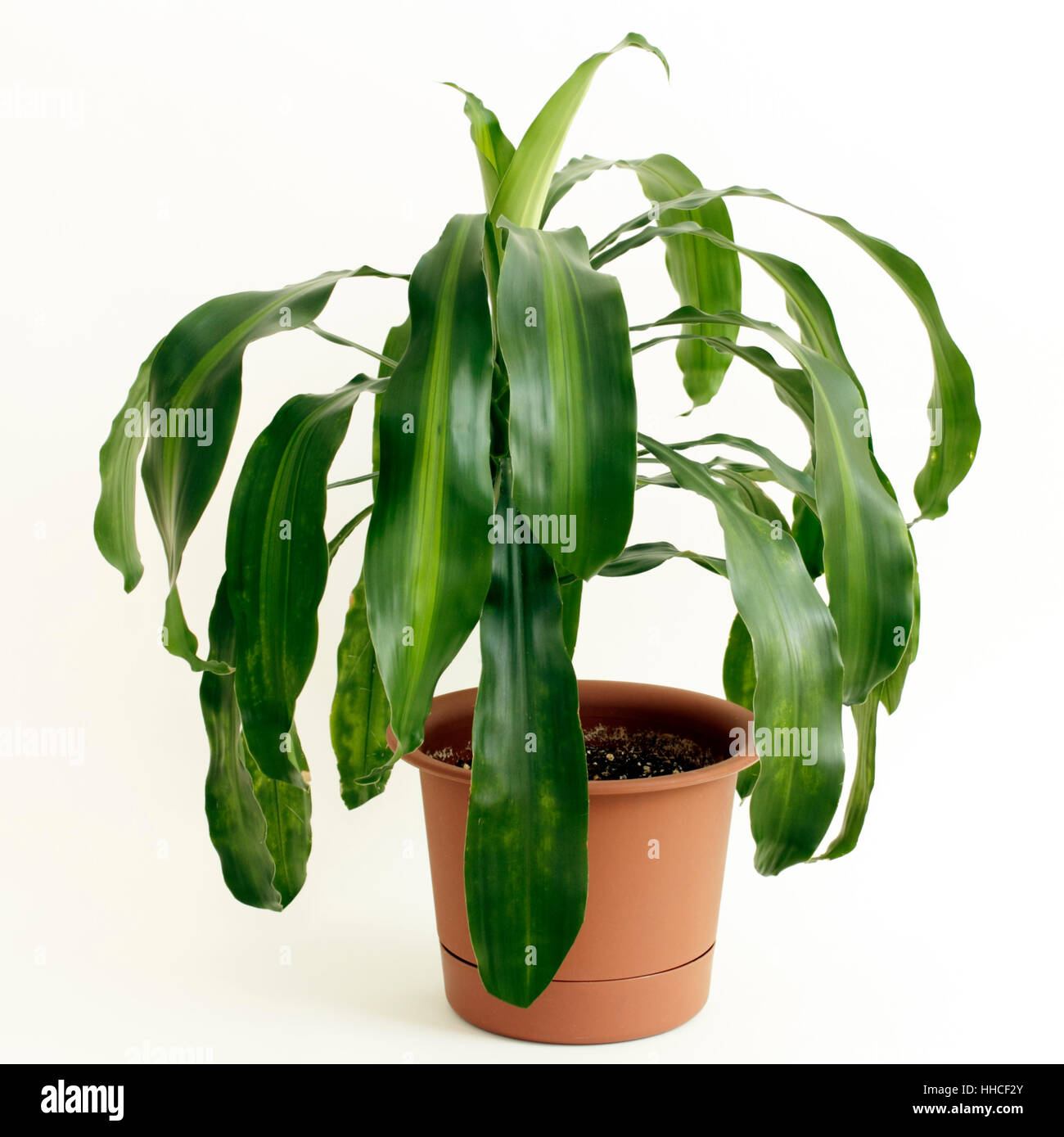 cane, plant, green, brown, brownish, leaves, cane, shrub