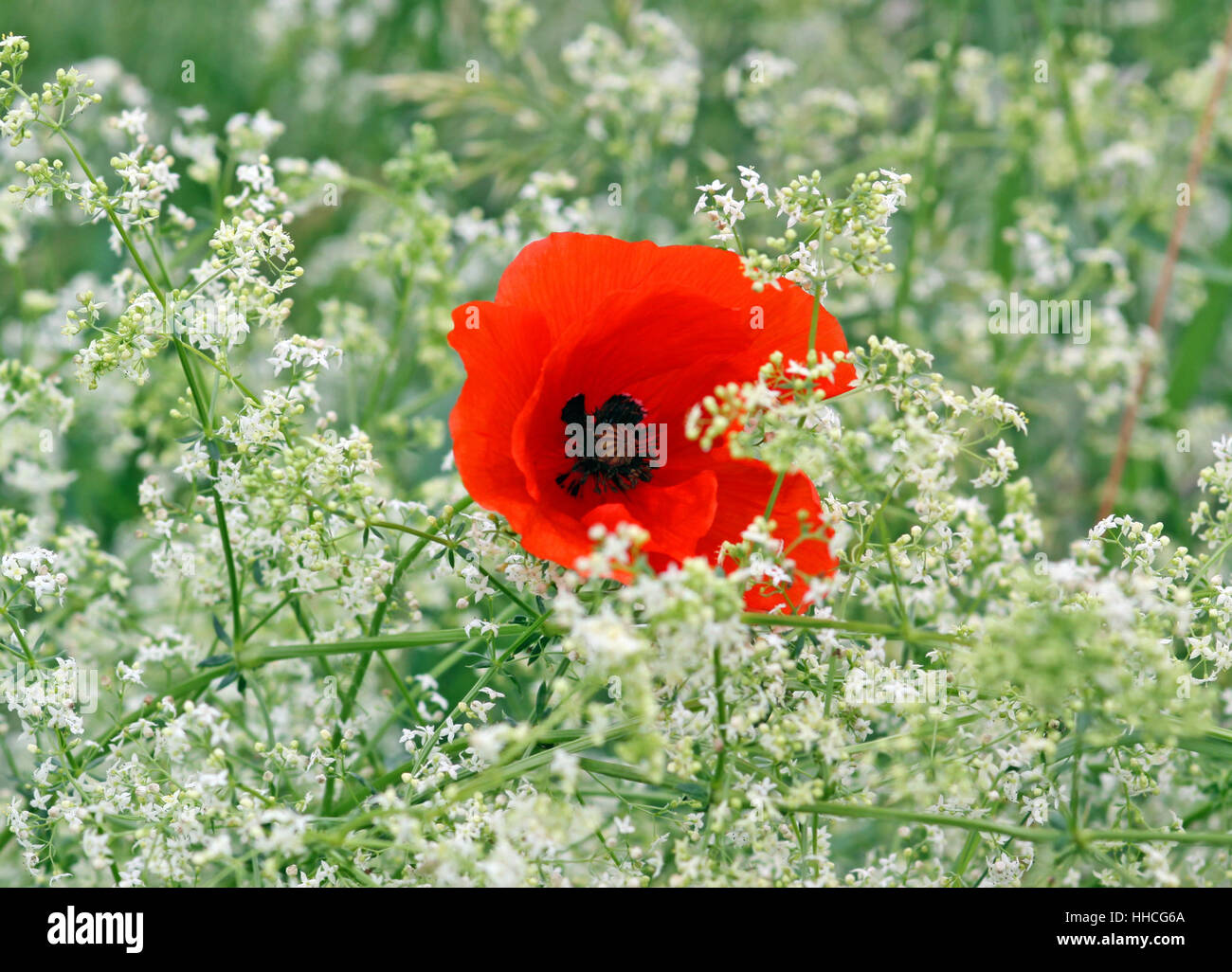 poppy with wiesenlabkraut Stock Photo