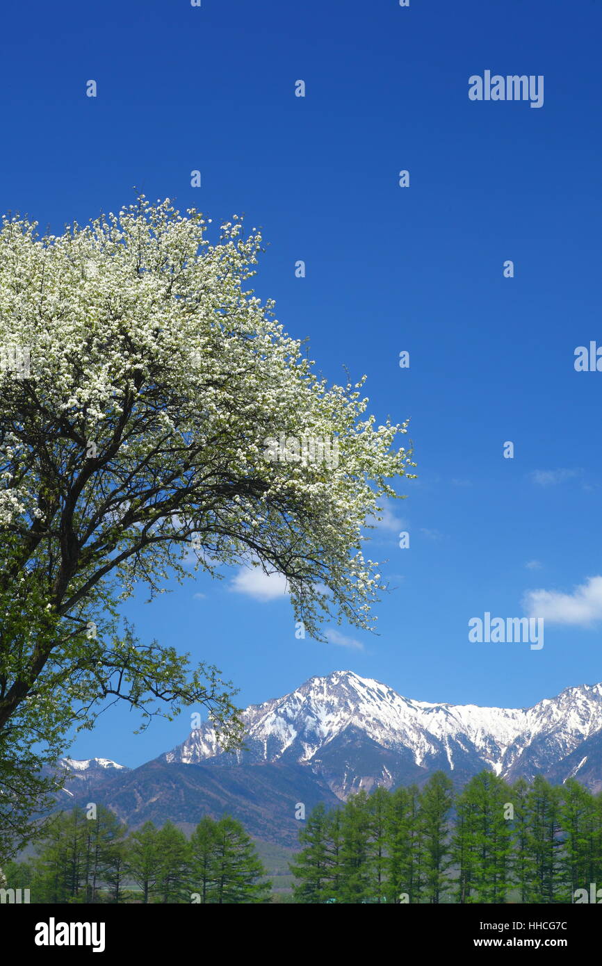 tree, flower, plant, japan, mountain, lawn, green, forest, fresh, nature, Stock Photo