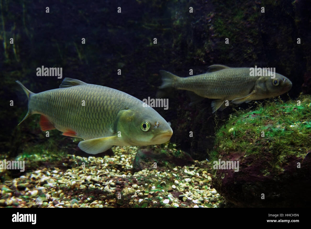 underwater scenery showing two fishes in freshwater ambiance Stock Photo