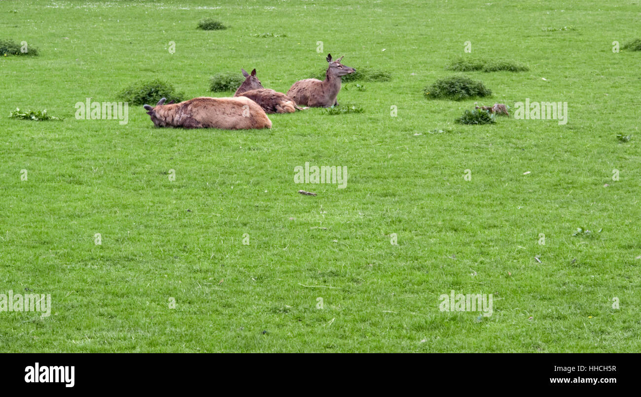 some Red Deers resting in green grassy ambiance Stock Photo