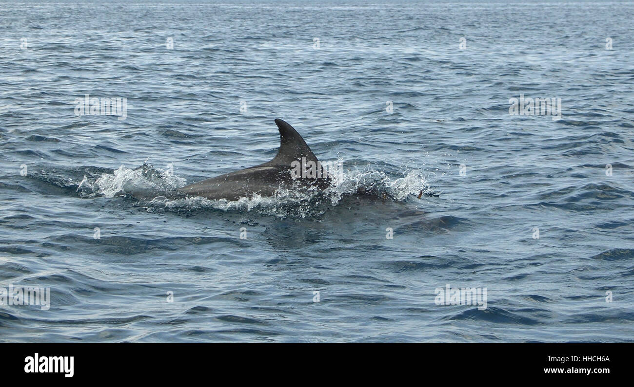 swimming dolphin near Zanzibar Stock Photo