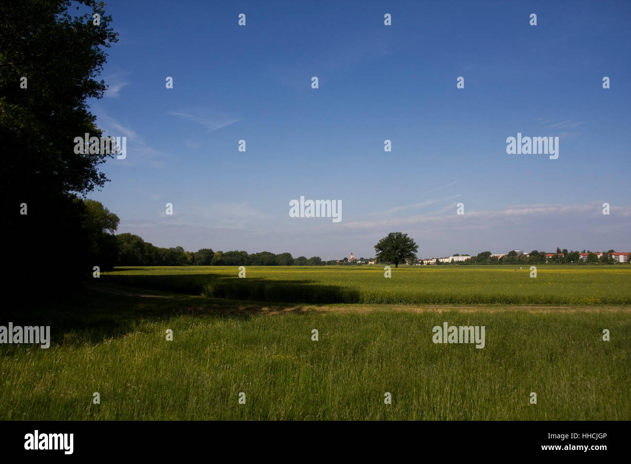 dirt road, field, spring, idyll, scenery, countryside, nature, meadow ...