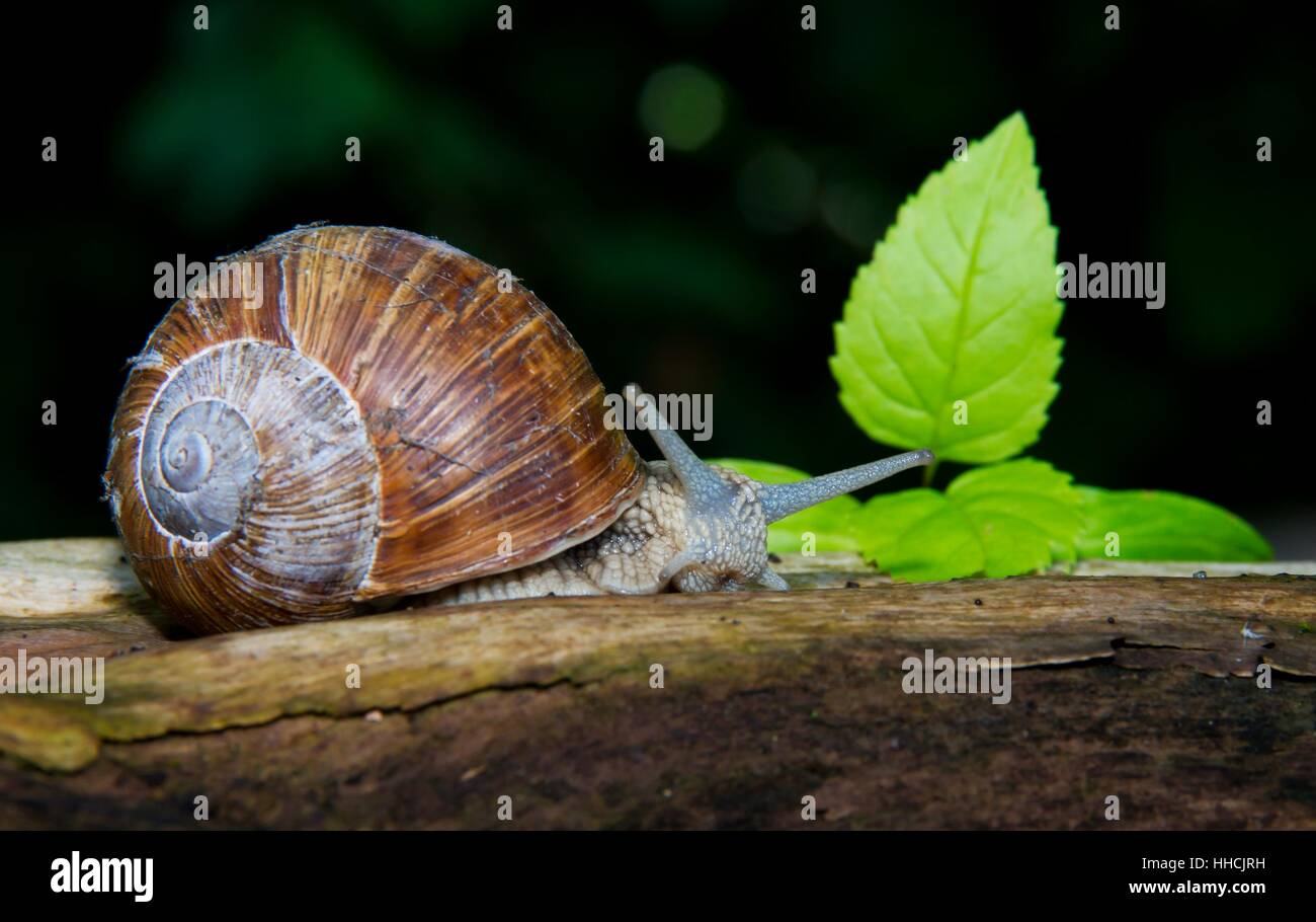 mollusc, conservation of nature, snail, edible snail, snail shell, moss