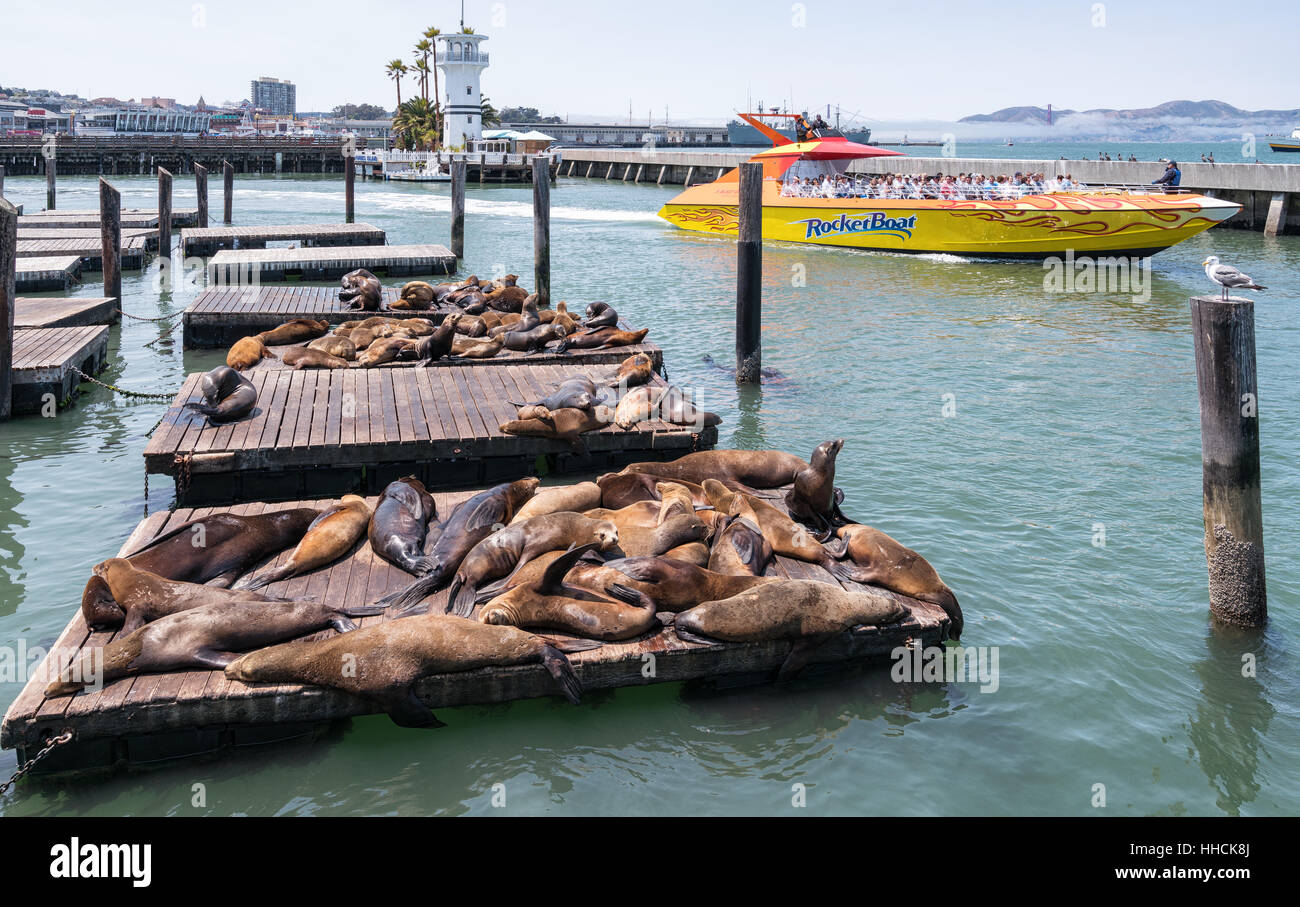 Sea lions at Pier 39, San Francisco, California, United States of America, North America Stock Photo