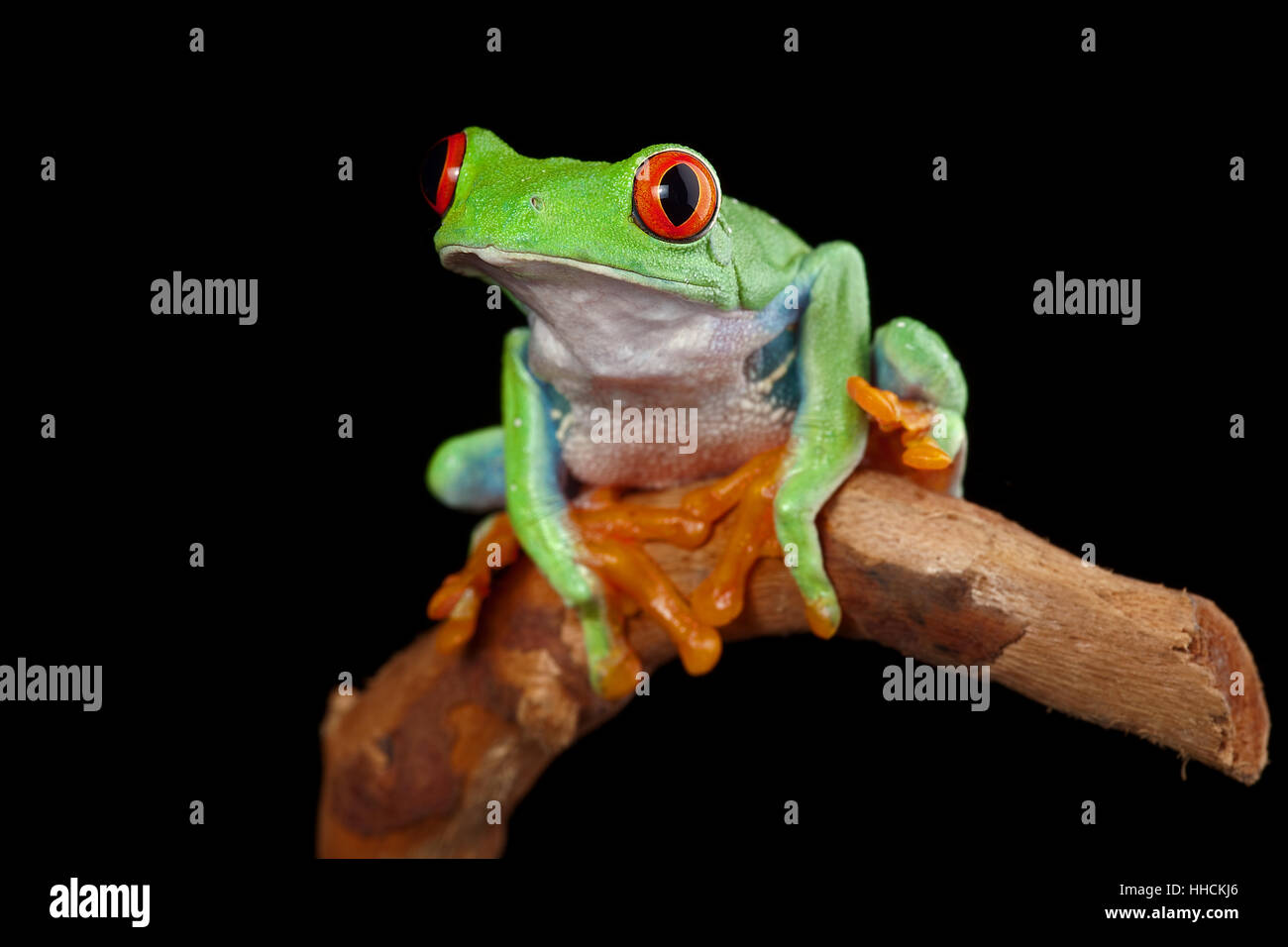 greenback, tree frog, amphibian, night, nighttime, eye, organ, central ...