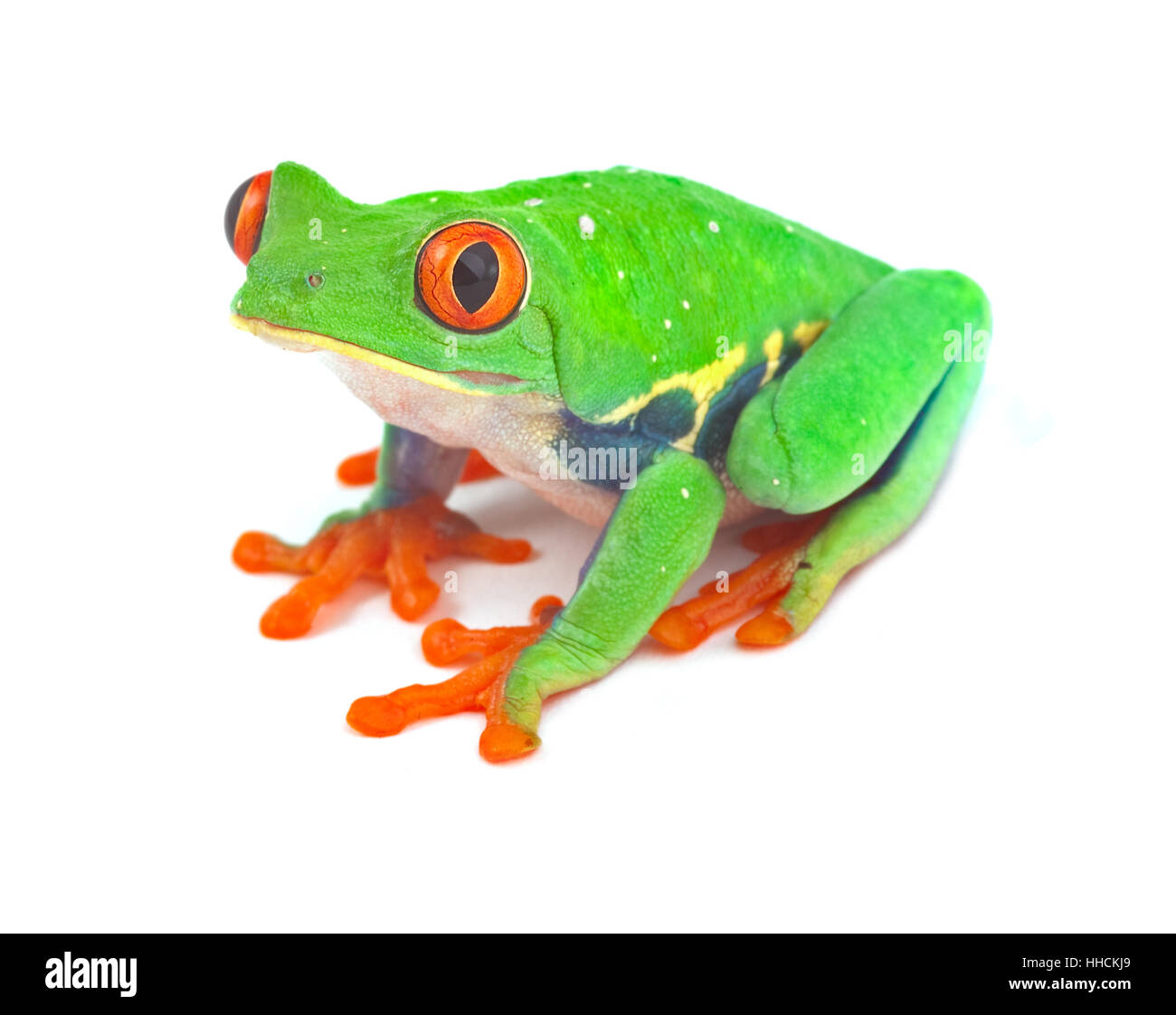 greenback, tree frog, macro, close-up, macro admission, close up view ...