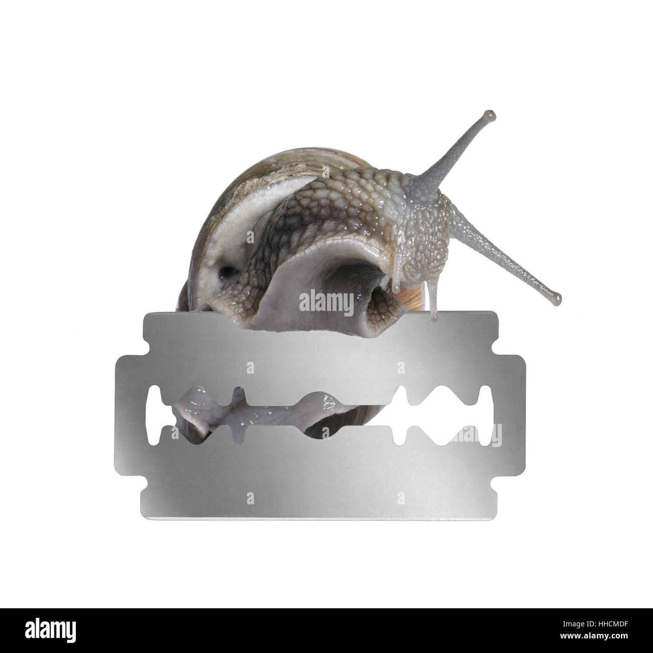 studio photography of a Grapevine snail creeping on the edge of a razor blade in white back Stock Photo