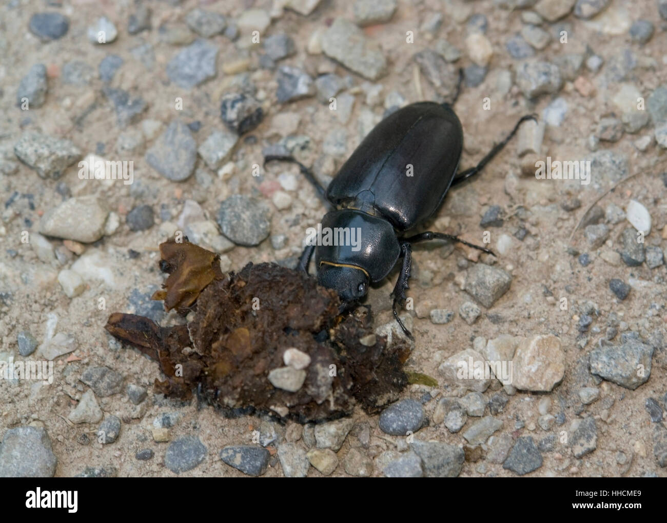 low angle shot of a female stag beetle on stony ground Stock Photo
