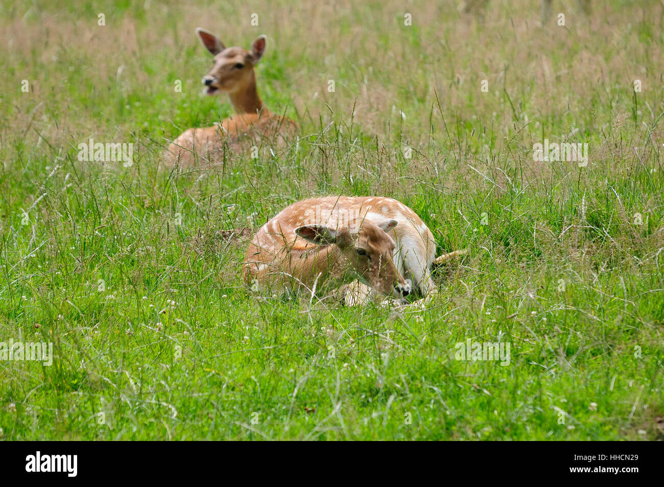 roedeer, wild animal, hind, stags, deer, roe, hart, stag, detail, brown, Stock Photo