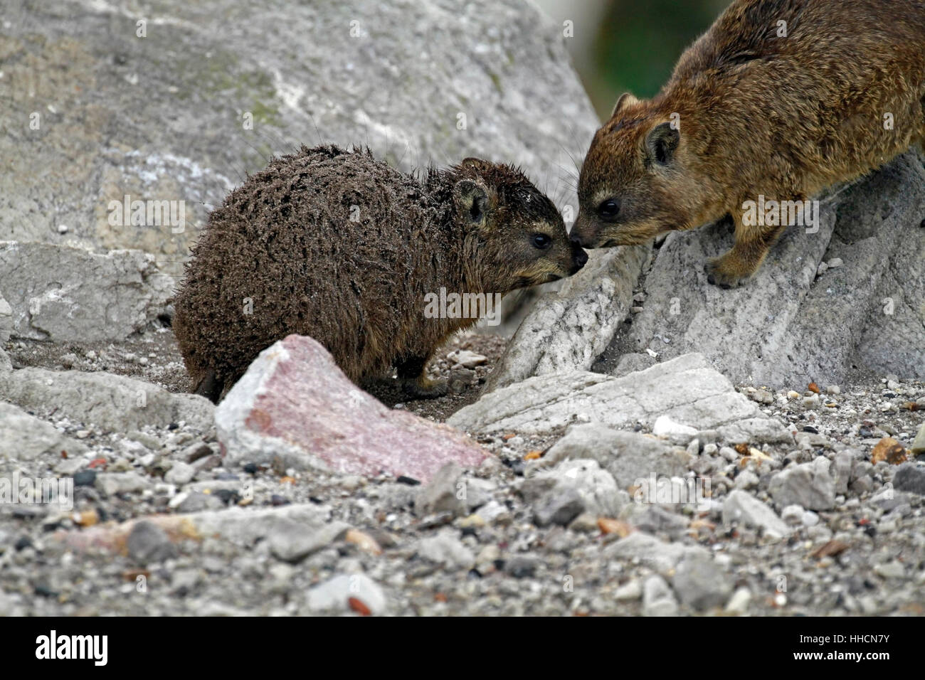 A rock hyrax (Procavia capensis) family also known as Cape hyrax or Dassie , in the Stony Point Nature Reserve , Betty’s Bay . Stock Photo