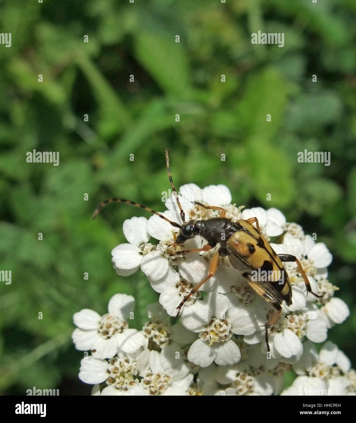 a longicorn beetle sitting on white flowers in front of green blurry vegetation Stock Photo