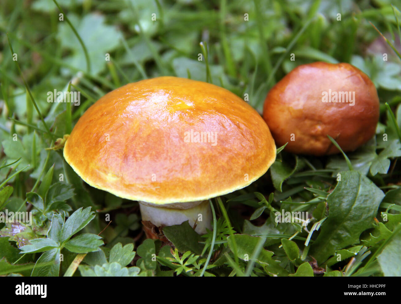 mushrooms, golden, larch, mushrooms, golden, symbiosis, larch, mycorrhiza, Stock Photo