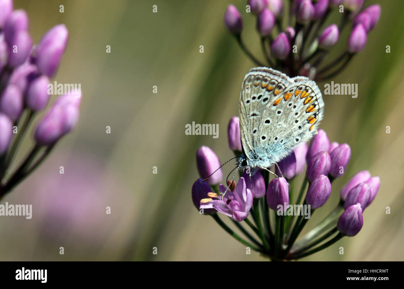 blue, blue, insect, fauna, butterfly, south tyrol, wing, blossoms, purple, Stock Photo