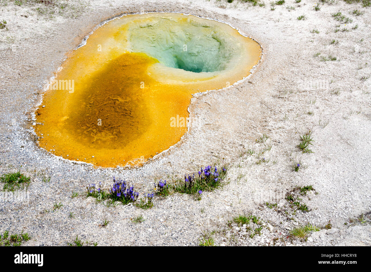 colour, flower, plant, summer, summerly, energy, power, electricity