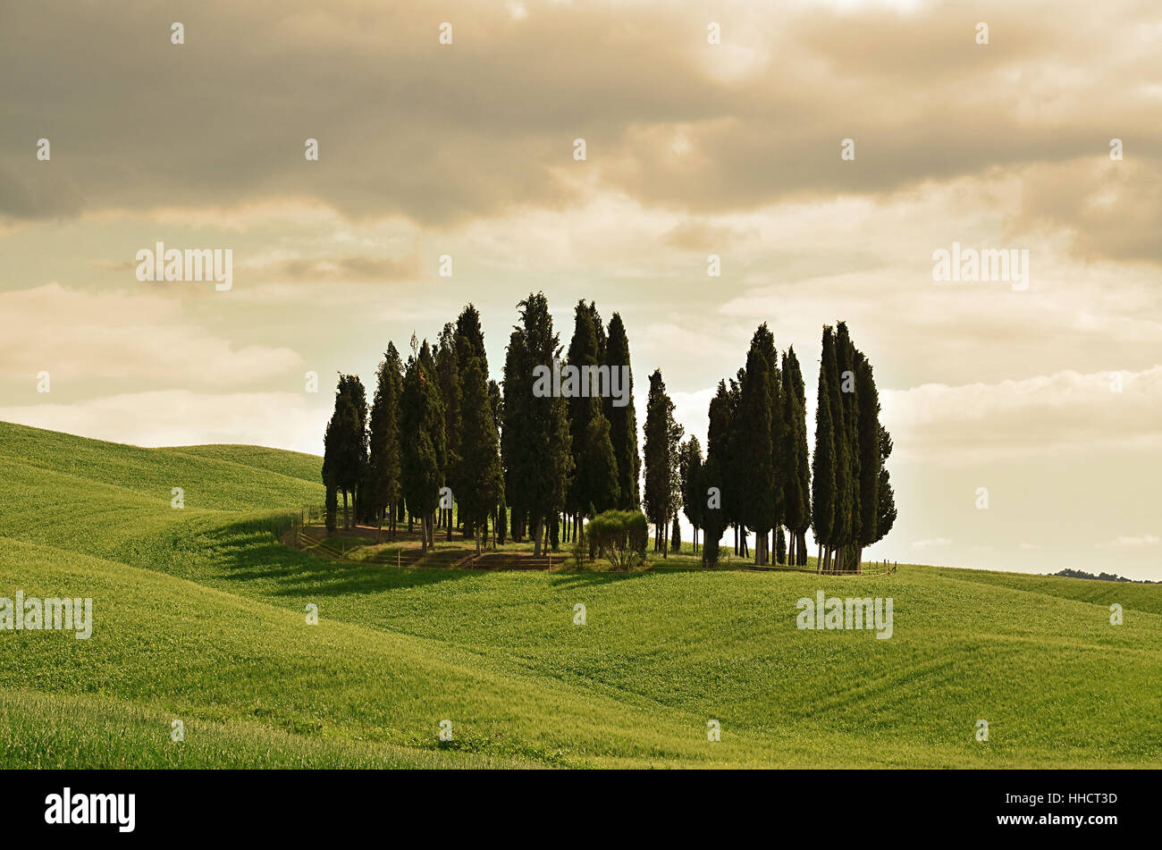 cypress group - val d oricia - tuscany Stock Photo