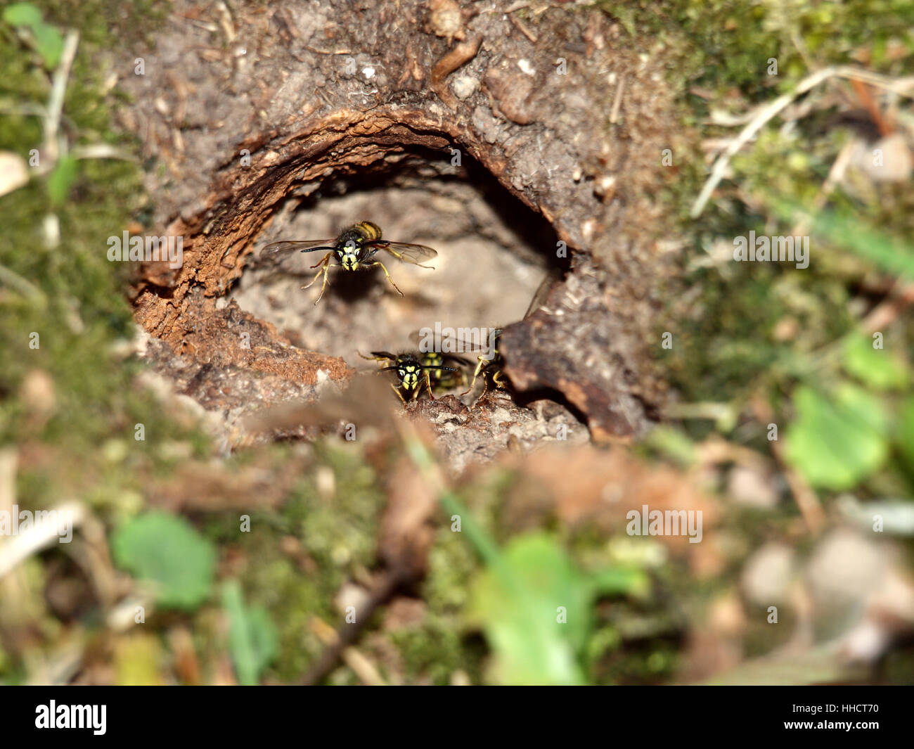 float, levitation, fly, flies, flys, flying, insect, conservation of nature, Stock Photo