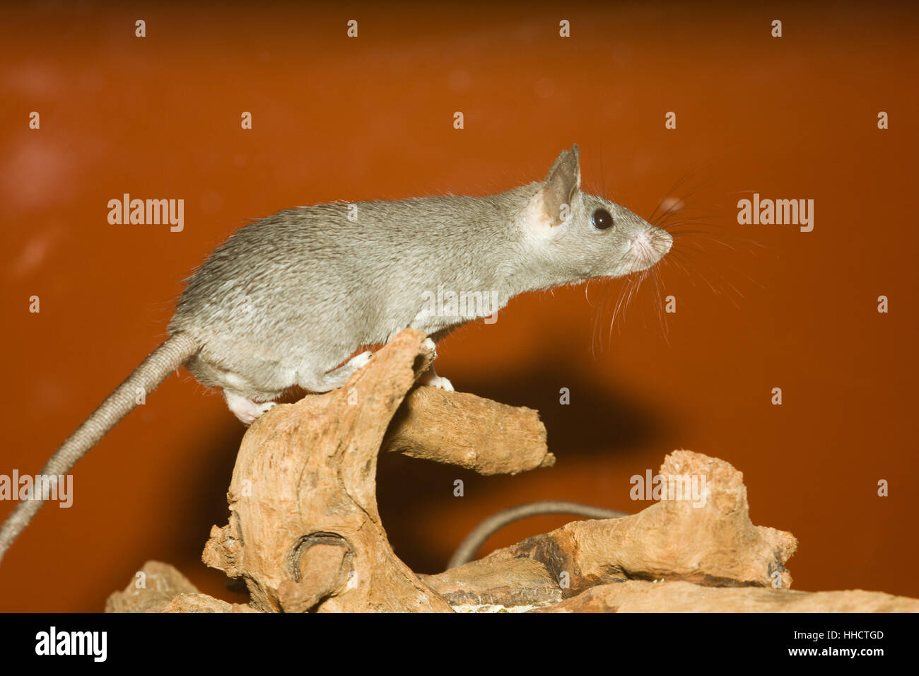 pets, offspring, terrarium, gnawers, mice, grey, gray, animals, pets, eyes, Stock Photo