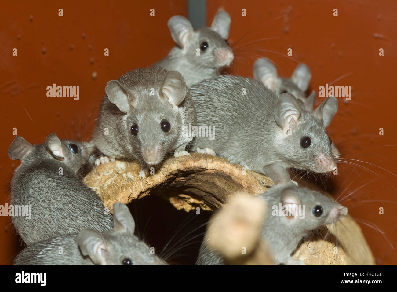 pets, offspring, terrarium, gnawers, mice, grey, gray, animals, pets, eyes, Stock Photo