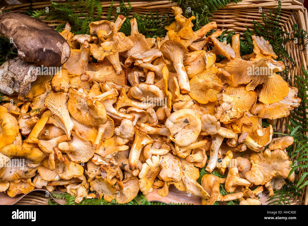 Golden Chanterelles mushroom basket dordogne perigord France Stock Photo Alamy