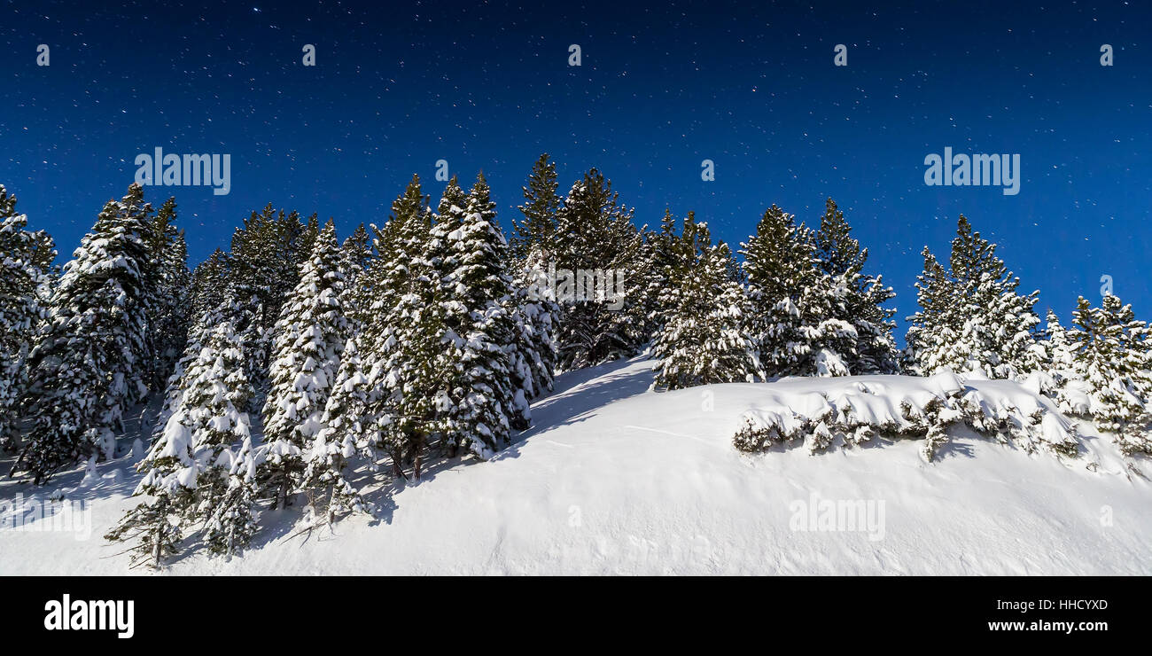 Cold Winter Snowy landscape with Pine Trees lit by moonlight.  Stars shine in the night sky. Stock Photo
