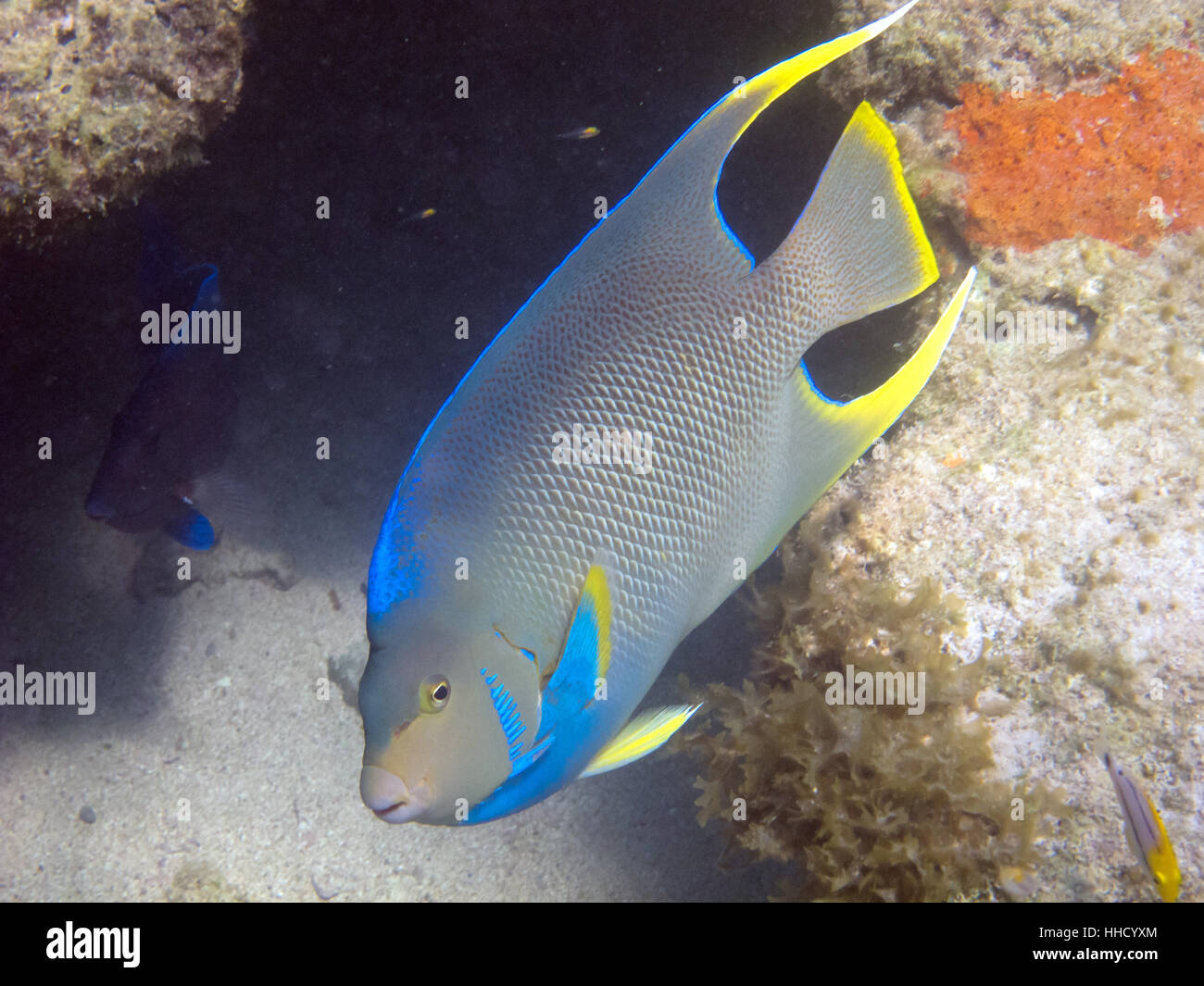 bermuda splendor angelfish Stock Photo