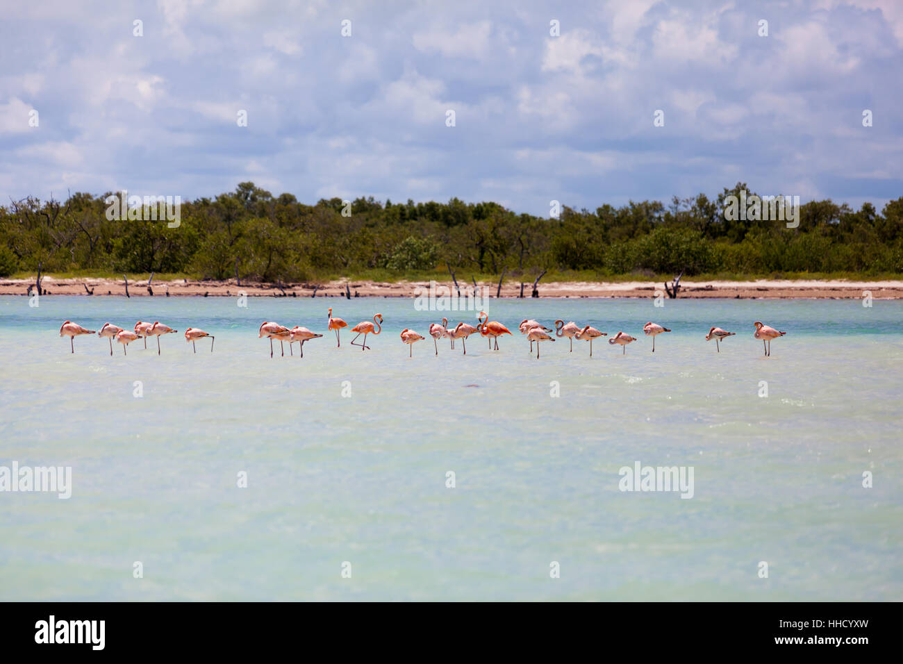 group of flamingos Stock Photo
